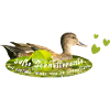 Gadwall chattering chatterbox