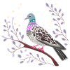 pretty pigeon