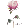 Peony Promise