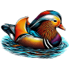 Mandarin duck