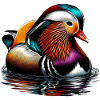 Mandarin duck