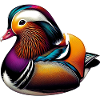 Mandarin duck