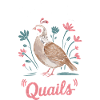 Quail Bird Quails