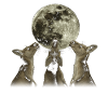 Kangaroo Australia Howling Moon