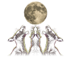 Kangourou Australie Lune Hurlante