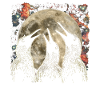 Kiwi oiseau Nouvelle-Zélande lune hurlante