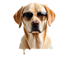 Labrador