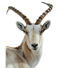 Addax
