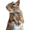 Agouti