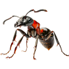 Ant