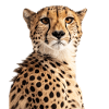 Guépard