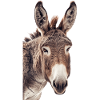 Donkey