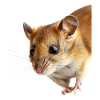 Dormouse