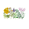 Wildflowers
