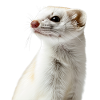 Ermine