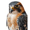 Falcon