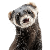Frettchen
