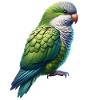 Monk parakeet