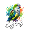 Quaker Parrot Girl Monk Parakeet