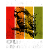 Perroquet Quaker Perruche moine