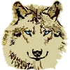 Yeux bleus brun loup