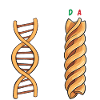 Normal DNA Italian DNA