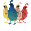 Quail Bird Quails