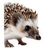 Hérisson