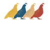 Caille Oiseau Cailles