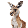 Kangaroo