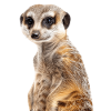 Suricate