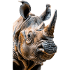 Rhinoceros