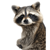 Raccoon