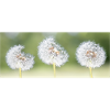 Dandelion, Dandelion, Flower, Natural