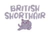Cadeaux British Shorthair