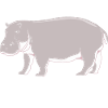 Hippopotamus