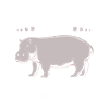 Hippopotamus