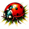 Ladybird