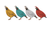 Quail Bird Quails