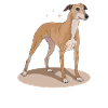 Whippet Cadeaux de lévrier anglais