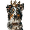 Australian Shepherd