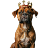 Boxer