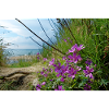 Natur