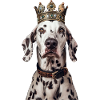 Dalmatian