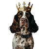 English Springer Spaniel