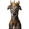 Greyhound