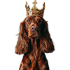 Irish Setter