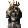 Lhasa Apso