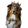 Shetland Sheepdog