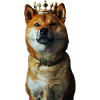Shiba Inu